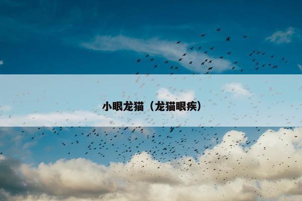 小眼龙猫（龙猫眼疾）