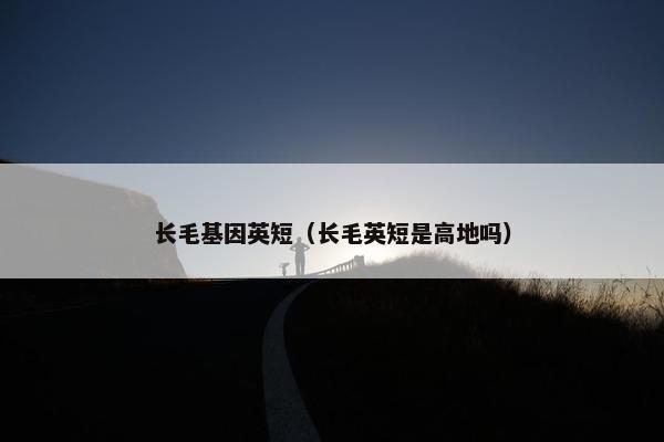 长毛基因英短（长毛英短是高地吗）