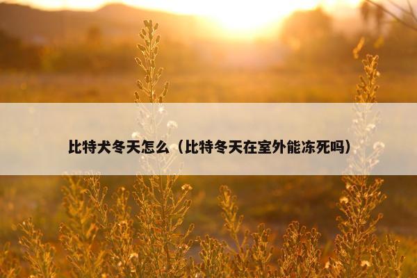 比特犬冬天怎么（比特冬天在室外能冻死吗）