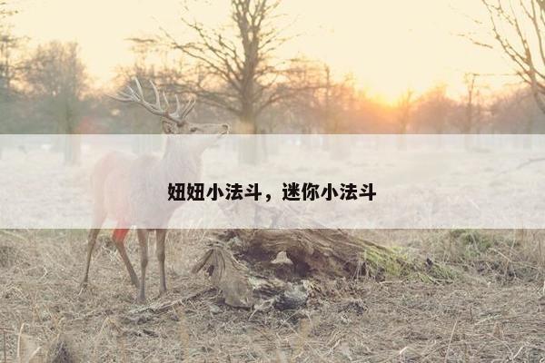 妞妞小法斗，迷你小法斗