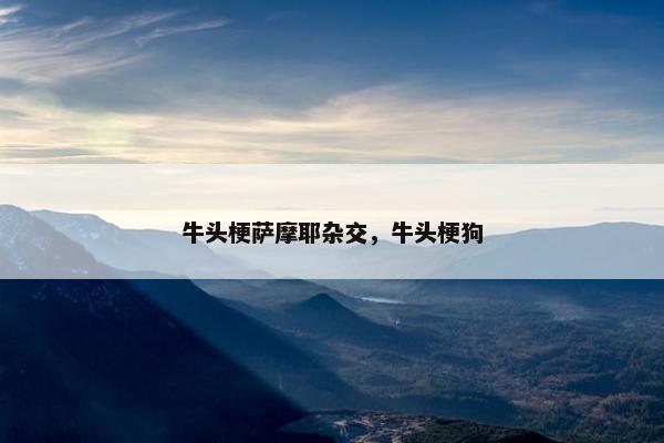 牛头梗萨摩耶杂交，牛头梗狗