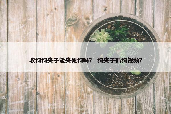 收狗狗夹子能夹死狗吗？ 狗夹子抓狗视频？