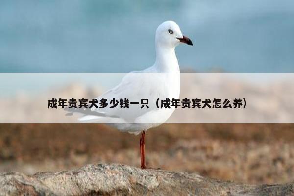成年贵宾犬多少钱一只（成年贵宾犬怎么养）