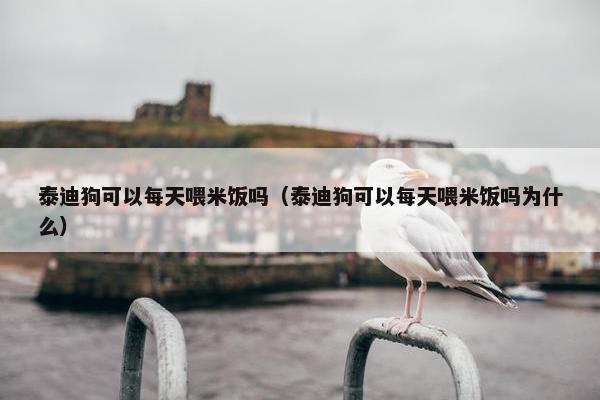 泰迪狗可以每天喂米饭吗（泰迪狗可以每天喂米饭吗为什么）