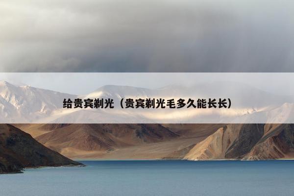给贵宾剃光（贵宾剃光毛多久能长长）