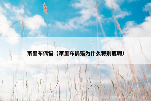 家里布偶猫（家里布偶猫为什么特别瘦呢）