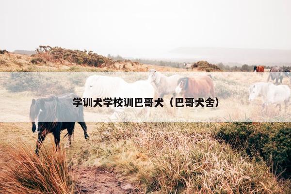 学训犬学校训巴哥犬（巴哥犬舍）