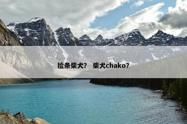 捡条柴犬? 柴犬chako?