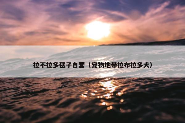 拉不拉多毯子自营(宠物地带拉布拉多犬)
