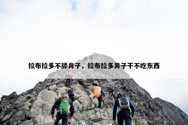 拉布拉多不舔鼻子,拉布拉多鼻子干不吃东西