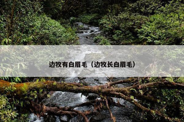 边牧有白眉毛（边牧长白眉毛）
