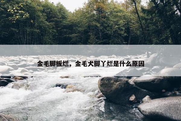 金毛脚板烂，金毛犬脚丫烂是什么原因
