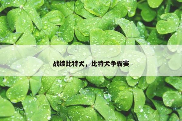 战绩比特犬，比特犬争霸赛