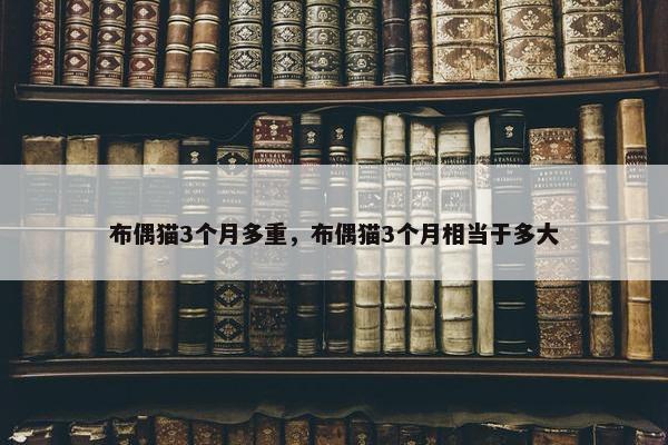 布偶猫3个月多重，布偶猫3个月相当于多大