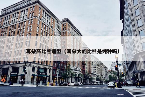 耳朵高比熊造型（耳朵大的比熊是纯种吗）