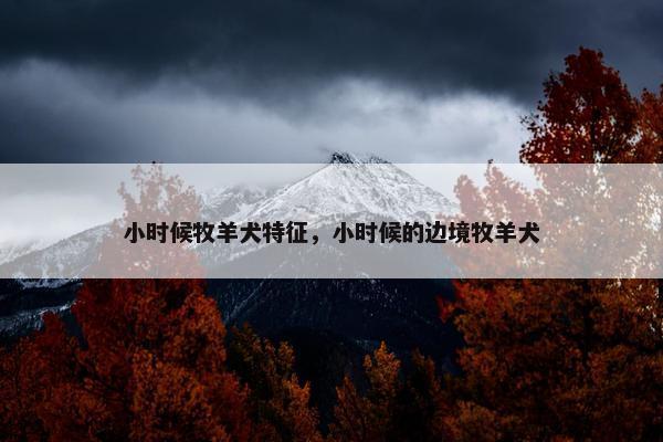 小时候牧羊犬特征，小时候的边境牧羊犬