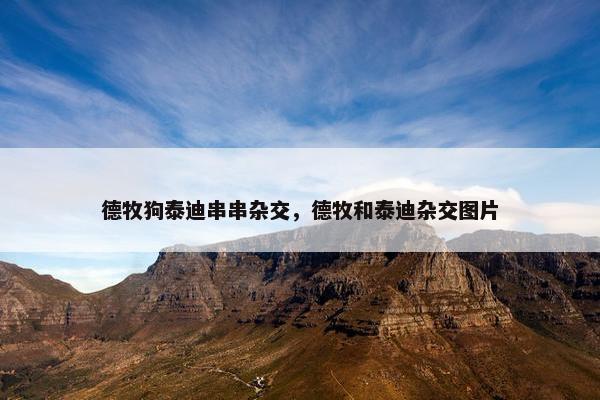 德牧狗泰迪串串杂交，德牧和泰迪杂交图片