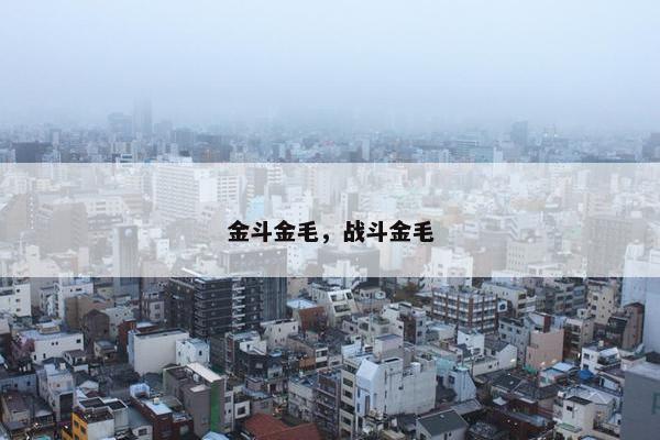 金毛