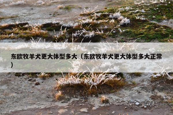 东欧牧羊犬更大体型多大（东欧牧羊犬更大体型多大正常）