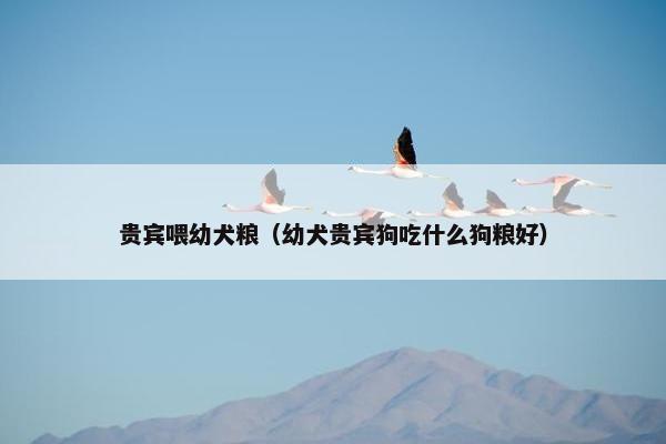犬粮