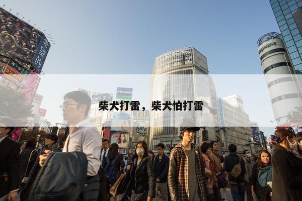 柴犬打雷，柴犬怕打雷