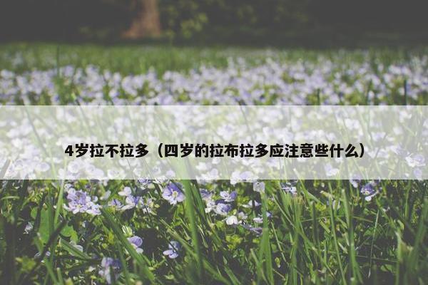 4岁拉不拉多（四岁的拉布拉多应注意些什么）