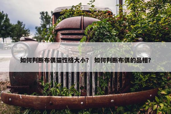 如何判断布偶猫性格大小？ 如何判断布偶的品相？