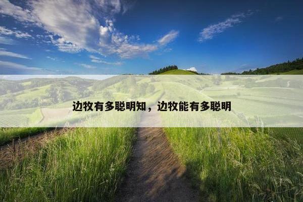 边牧有多聪明知，边牧能有多聪明