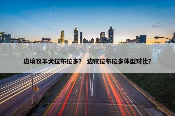 边境牧羊犬拉布拉多？ 边牧拉布拉多体型对比？