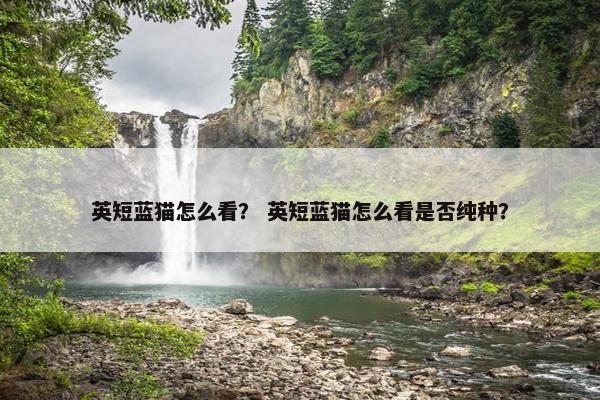 英短蓝猫怎么看？ 英短蓝猫怎么看是否纯种？