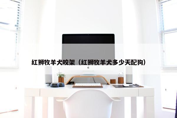 红狮牧羊犬咬架（红狮牧羊犬多少天配狗）