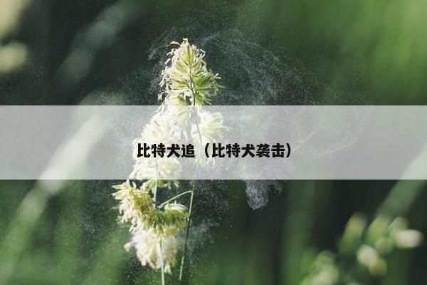 比特犬追（比特犬袭击）