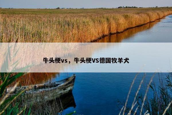 牛头梗vs，牛头梗VS德国牧羊犬