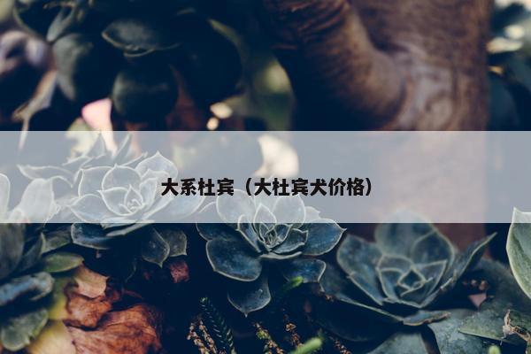 大系杜宾(大杜宾犬价格)