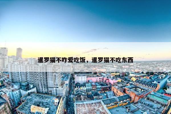 暹罗猫不咋爱吃饭，暹罗猫不吃东西