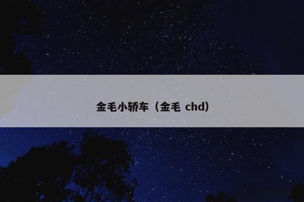 金毛小轿车（金毛 chd）