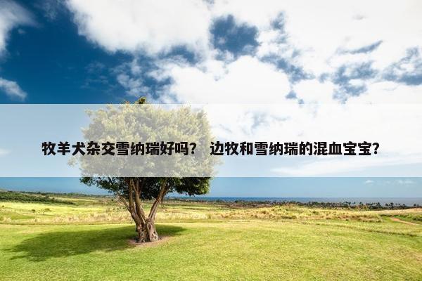 牧羊犬杂交雪纳瑞好吗？ 边牧和雪纳瑞的混血宝宝？