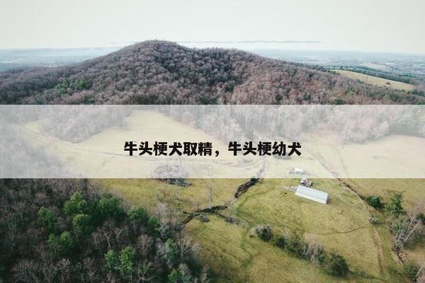 牛头梗犬取精，牛头梗幼犬