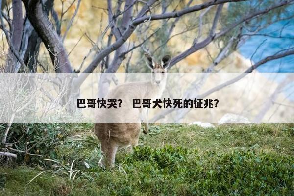 巴哥快哭? 巴哥犬快死的征兆?
