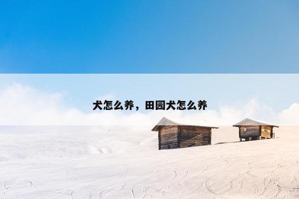 犬怎么养，田园犬怎么养