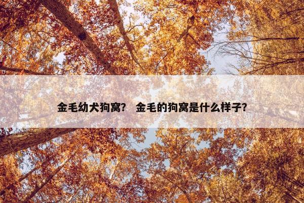 金毛幼犬狗窝？ 金毛的狗窝是什么样子？