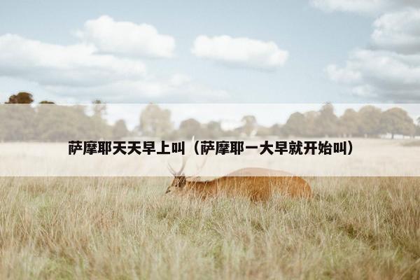 萨摩耶天天早上叫（萨摩耶一大早就开始叫）