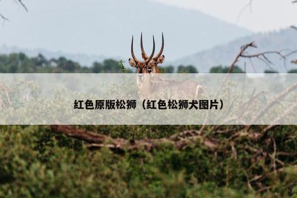 红色原版松狮（红色松狮犬图片）