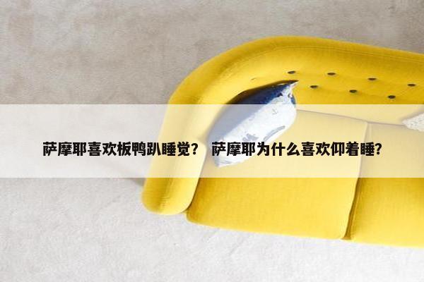 萨摩耶喜欢板鸭趴睡觉？ 萨摩耶为什么喜欢仰着睡？