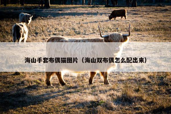 海山手套布偶猫图片（海山双布偶怎么配出来）