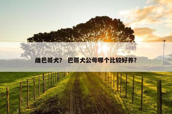 雌巴哥犬? 巴哥犬公母哪个比较好养?