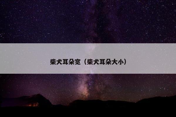 柴犬耳朵宽（柴犬耳朵大小）