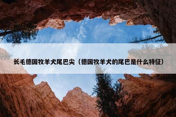 长毛德国牧羊犬尾巴尖（德国牧羊犬的尾巴是什么特征）