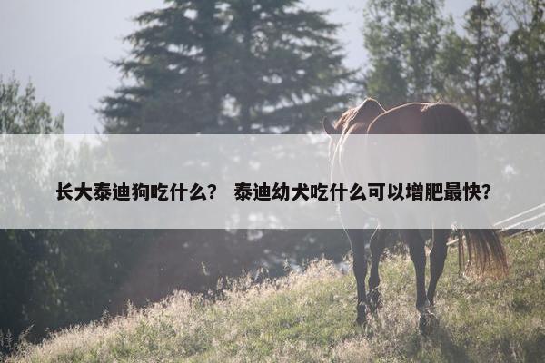 长大泰迪狗吃什么？ 泰迪幼犬吃什么可以增肥最快？