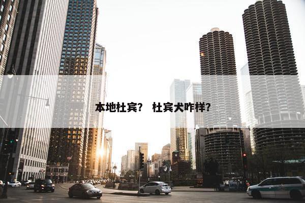 本地杜宾？ 杜宾犬咋样？